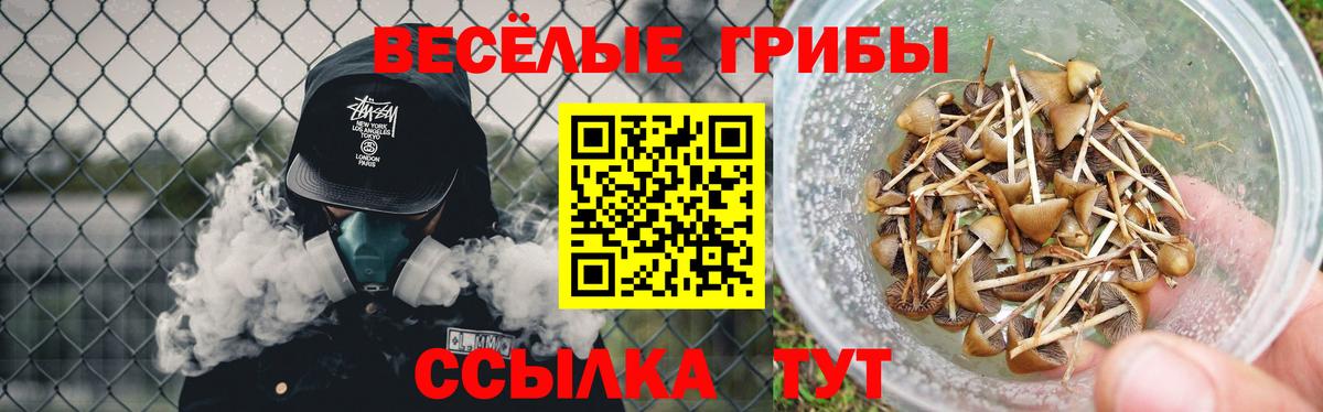 Воронеж  Галлюциногенные грибы Psilocybine cubensis  Вход с VPN 